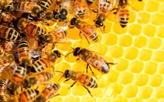 Перга пчелиная — полезные свойства и противопоказания. Как принимать пергу?